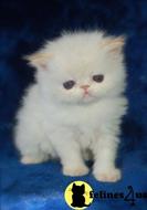 persian kitten posted by kittygoals95