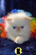 persian kitten posted by kittygoals95