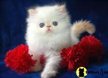 persian kitten posted by kittygoals95