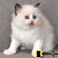 ragdoll kitten posted by kittygoals95
