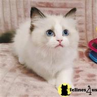 ragdoll kitten posted by kittygoals95