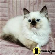 ragdoll kitten posted by kittygoals95