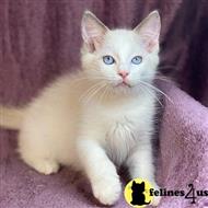 ragdoll kitten posted by kittygoals95