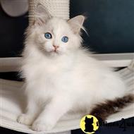 ragdoll kitten posted by kittygoals95