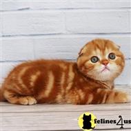 scottish fold kitten posted by kittygoals95