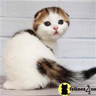 scottish fold kitten posted by kittygoals95