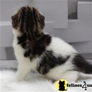 scottish fold kitten posted by kittygoals95
