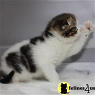 scottish fold kitten posted by kittygoals95