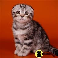 scottish fold kitten posted by kittygoals95