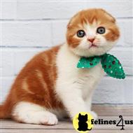 scottish fold kitten posted by kittygoals95