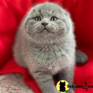 scottish fold kitten posted by kittygoals95