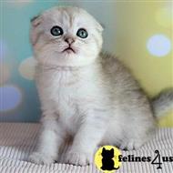 scottish fold kitten posted by kittygoals95