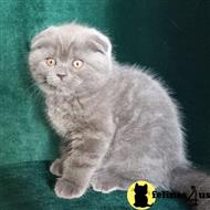 Scottish Fold