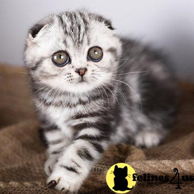 Scottish Fold kitten for sale