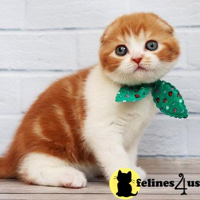 Scottish Fold kitten for sale