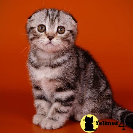 Scottish Fold kitten for sale