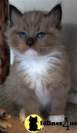 Ragdoll kitten for sale