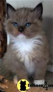 ragdoll kitten posted by lyle