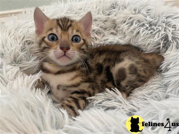 Bengal kitten for sale