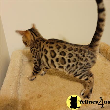 Bengal kitten for sale