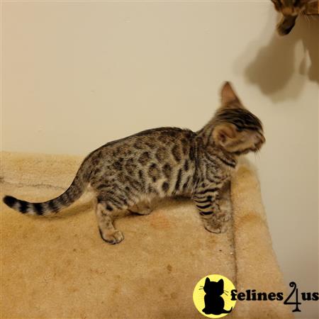 Bengal kitten for sale