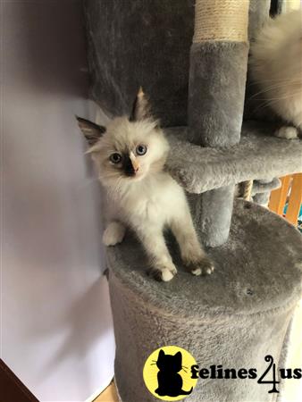 Ragdoll kitten for sale