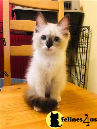 Ragdoll kitten for sale