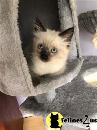 Ragdoll kitten for sale