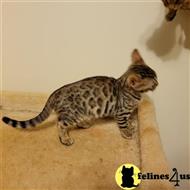 bengal kitten posted by Rudy009