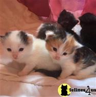maine coon kitten posted by Rudy009