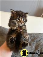 maine coon kitten posted by Rudy009