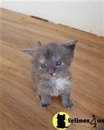 maine coon kitten posted by Rudy009