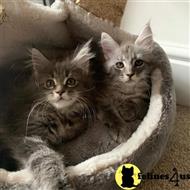 maine coon kitten posted by Rudy009
