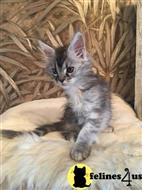 maine coon kitten posted by Rudy009