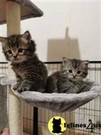 maine coon kitten posted by Rudy009