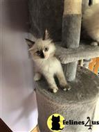 ragdoll kitten posted by Rudy009