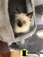 ragdoll kitten posted by Rudy009