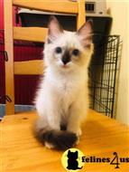 ragdoll kitten posted by Rudy009
