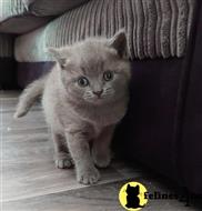 scottish fold kitten posted by Rudy009