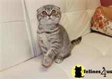 scottish fold kitten posted by Rudy009