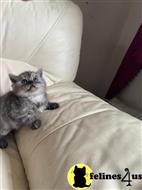 scottish fold kitten posted by Rudy009