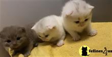 scottish fold kitten posted by Rudy009
