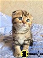 scottish fold kitten posted by Rudy009