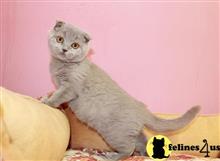 scottish fold kitten posted by Rudy009