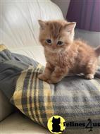scottish fold kitten posted by Rudy009