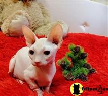 sphynx kitten posted by Rudy009