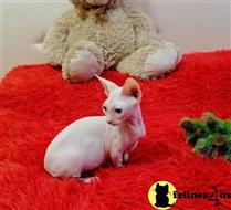 sphynx kitten posted by Rudy009
