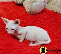 sphynx kitten posted by Rudy009