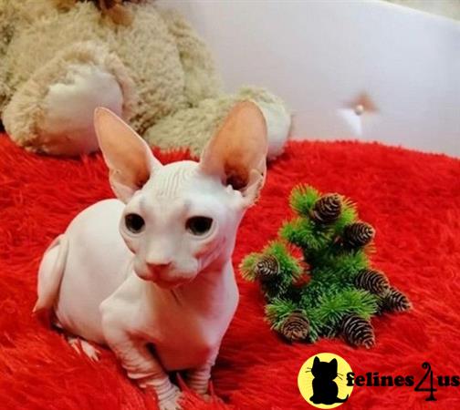 Sphynx kitten for sale