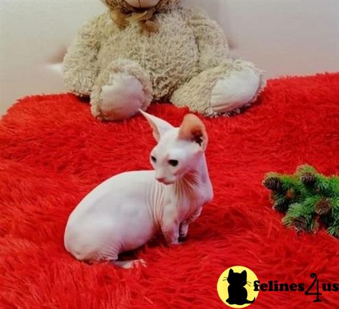 Sphynx kitten for sale